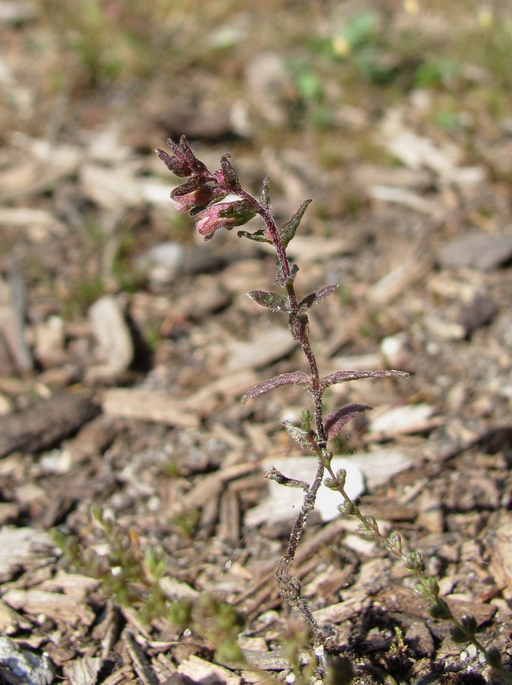 Изображение особи Odontites vulgaris.