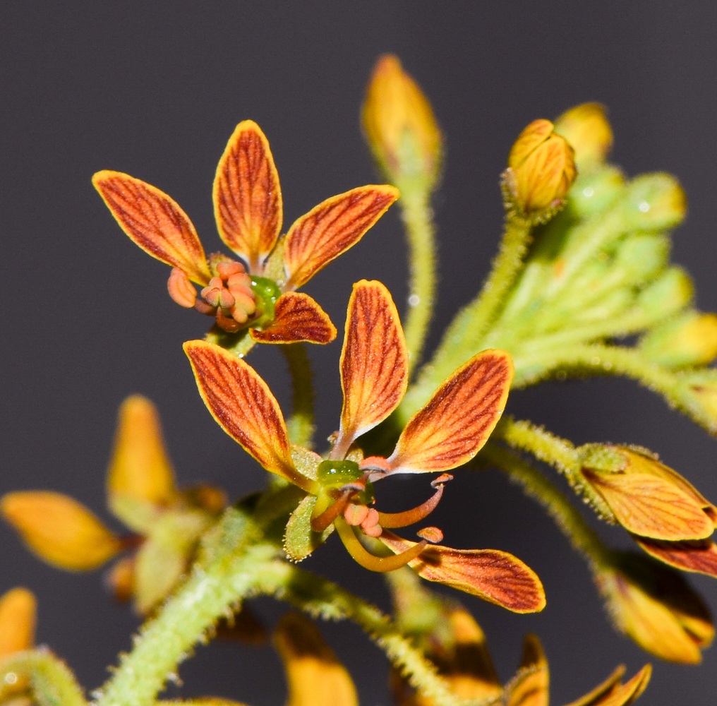 Image of Cleome arabica specimen.