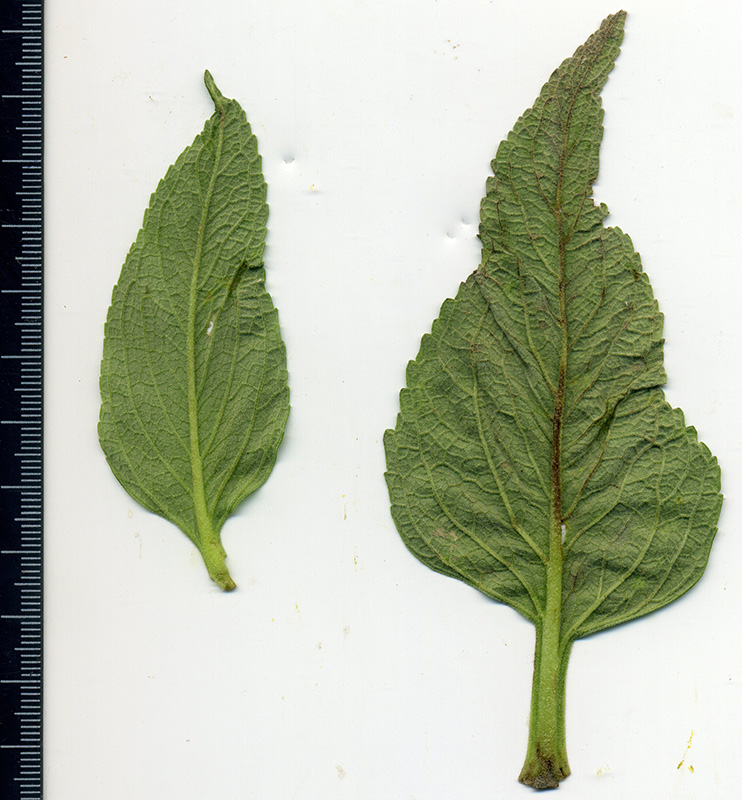 Image of Phlomis pungens specimen.