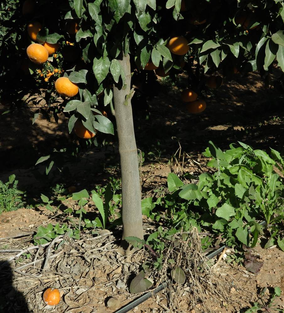 Image of Citrus reticulata specimen.