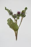 Arctium tomentosum. Верхушка цветущего растения. Республика Молдова, пригород Кишинёва. 17 июля 2009 г.