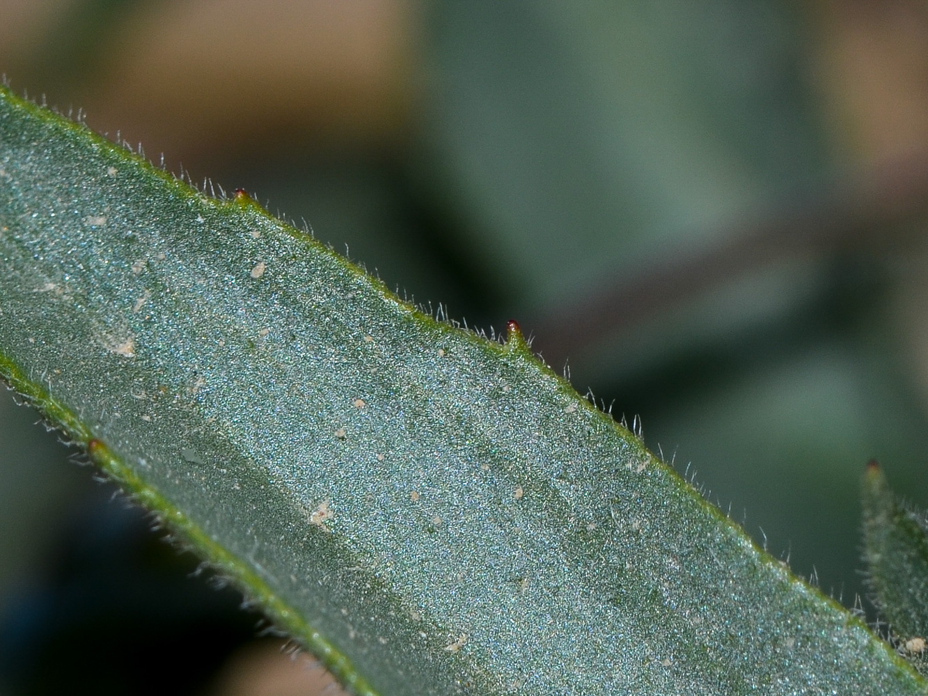 Image of Plantago amplexicaulis specimen.