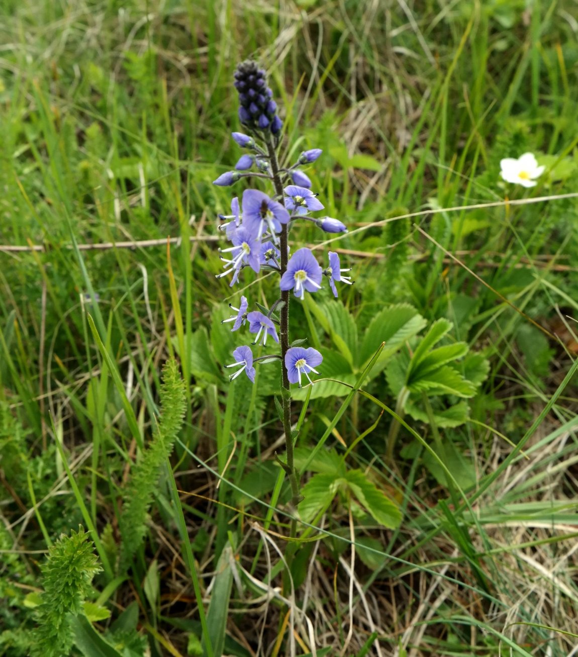 Image of Veronica gentianoides specimen.