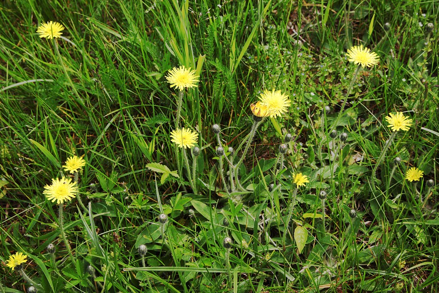 Image of Pilosella officinarum specimen.