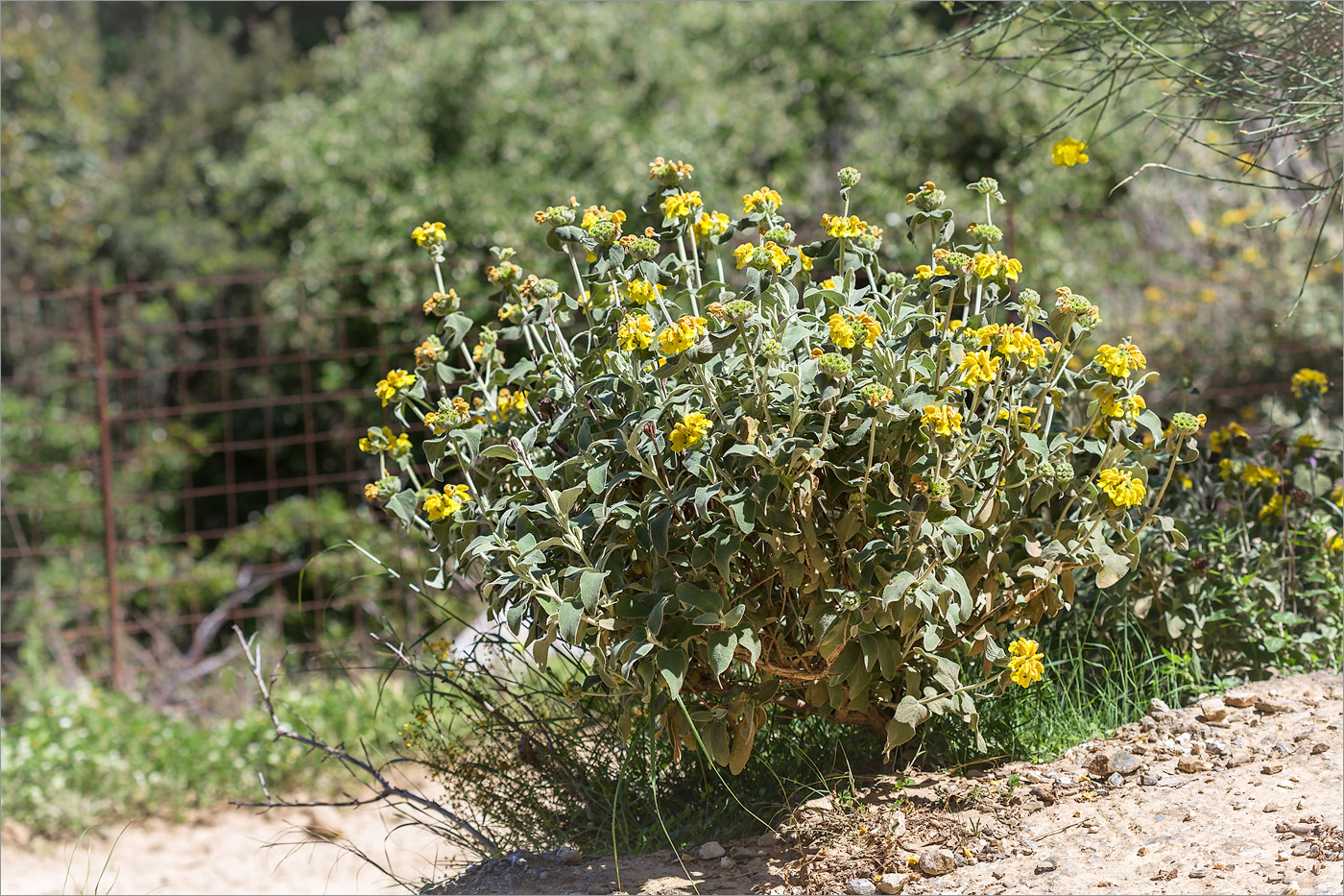 Image of Phlomis fruticosa specimen.