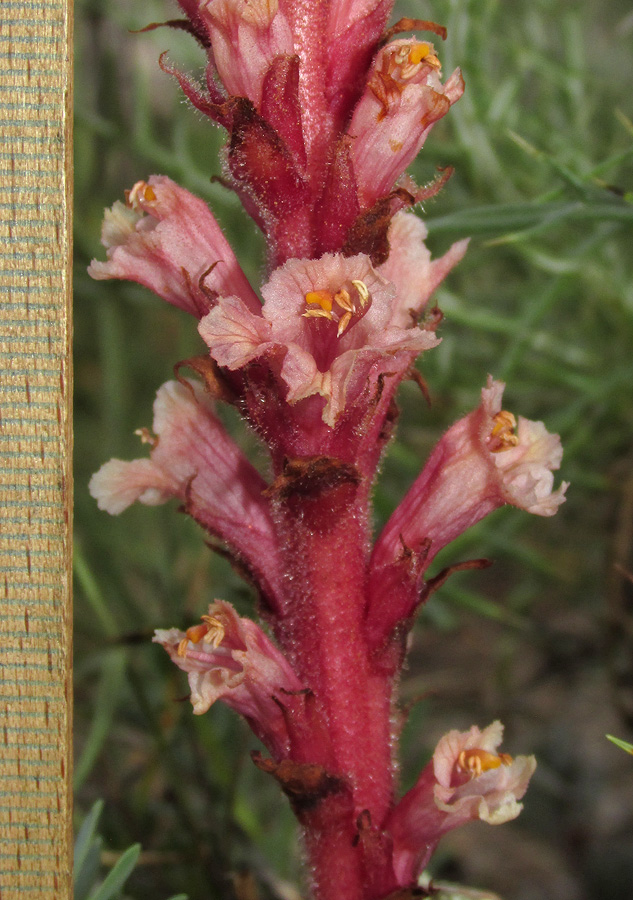 Image of Orobanche centaurina specimen.