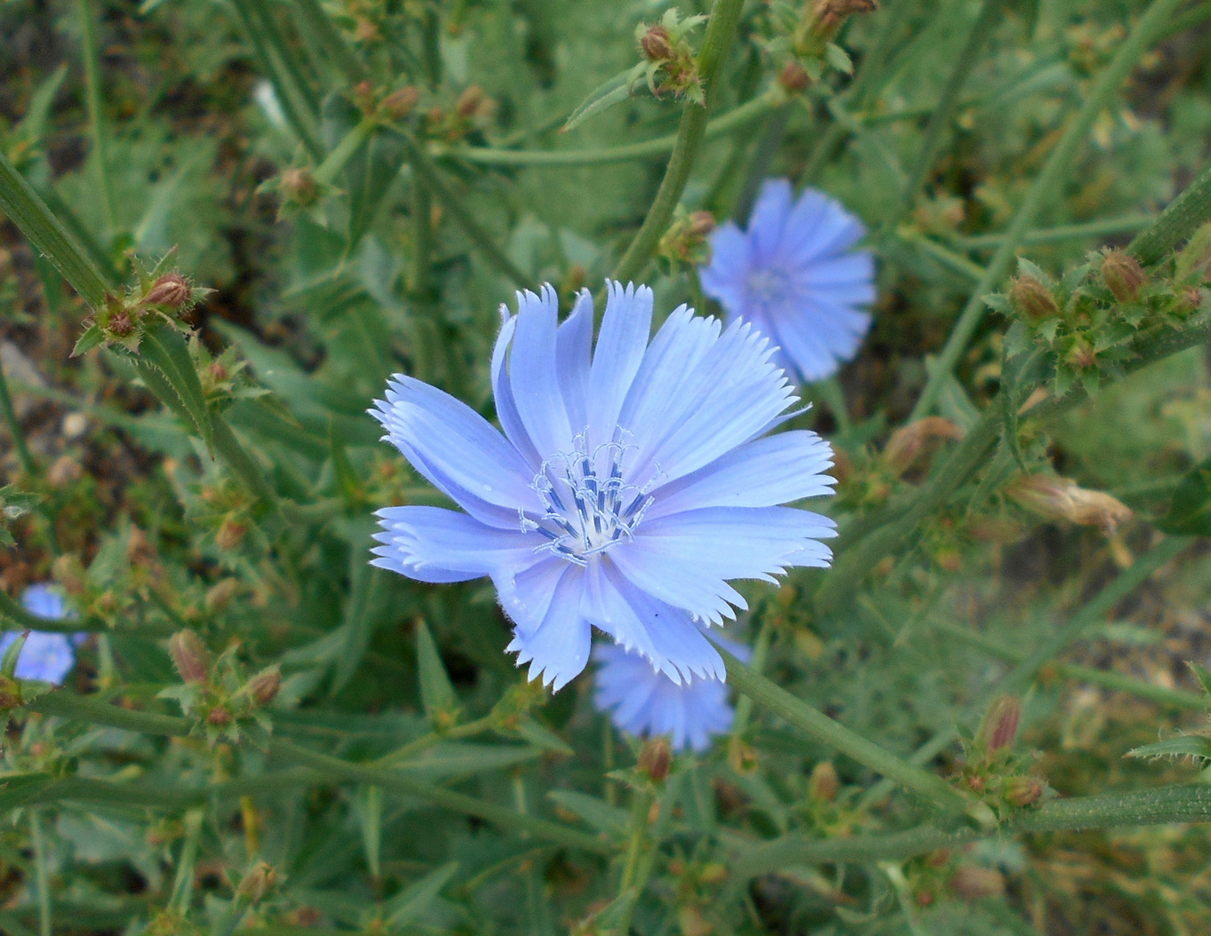 Image of Cichorium intybus specimen.