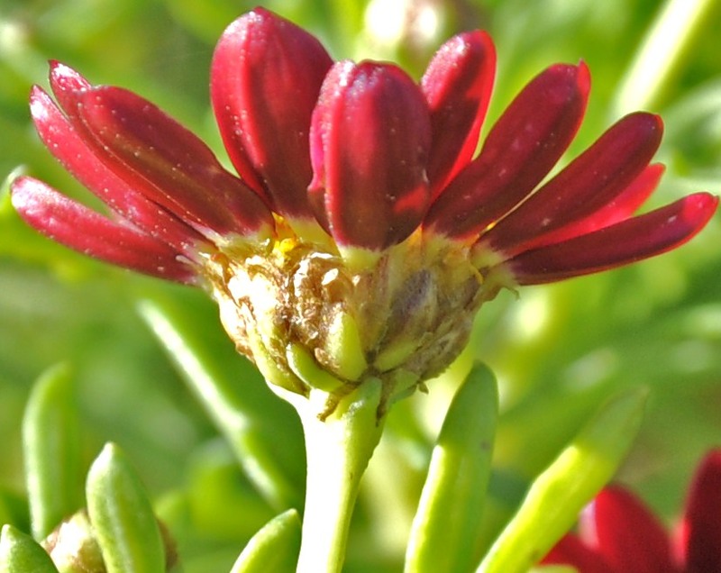 Image of Argyranthemum frutescens specimen.