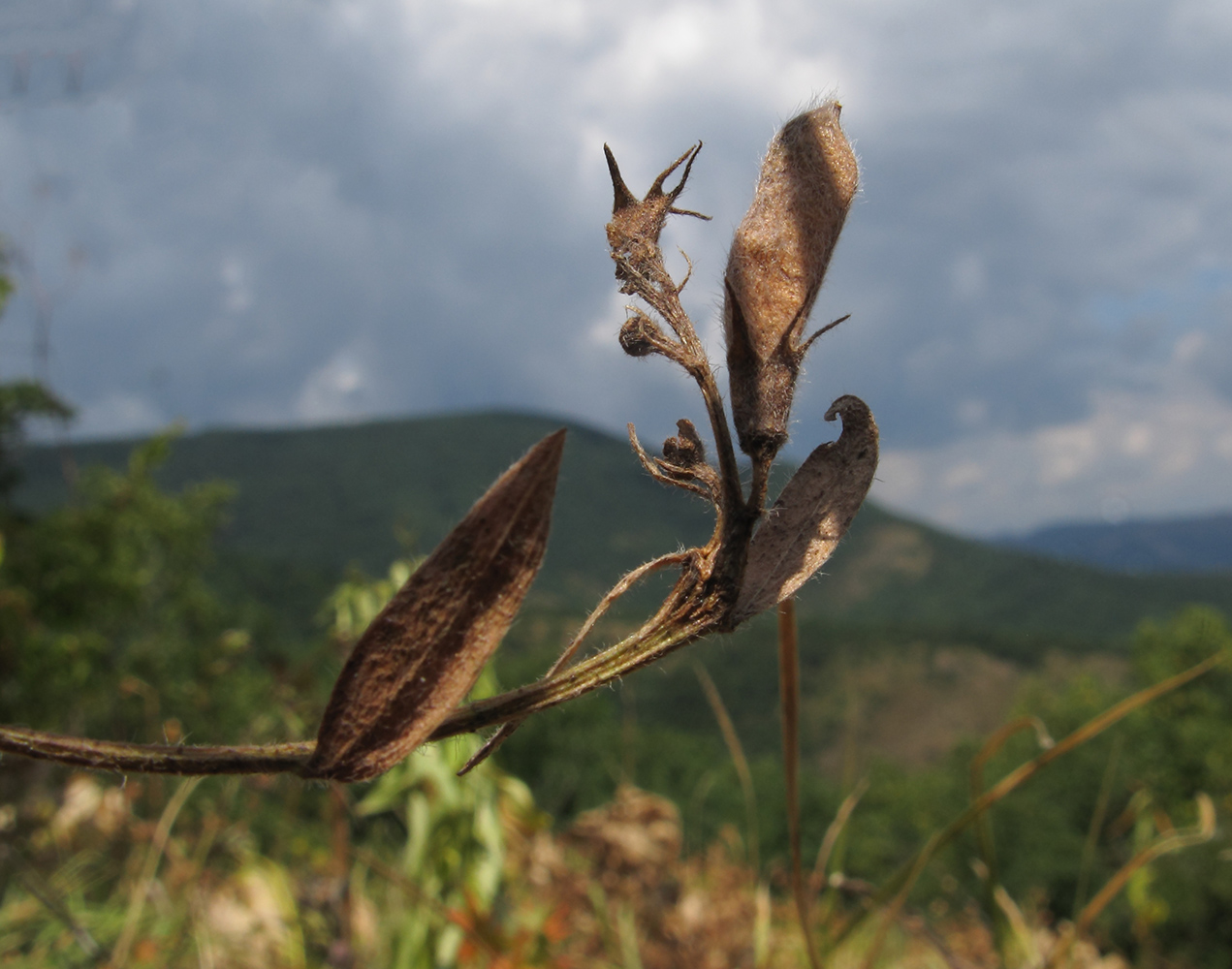 Image of Genista humifusa specimen.