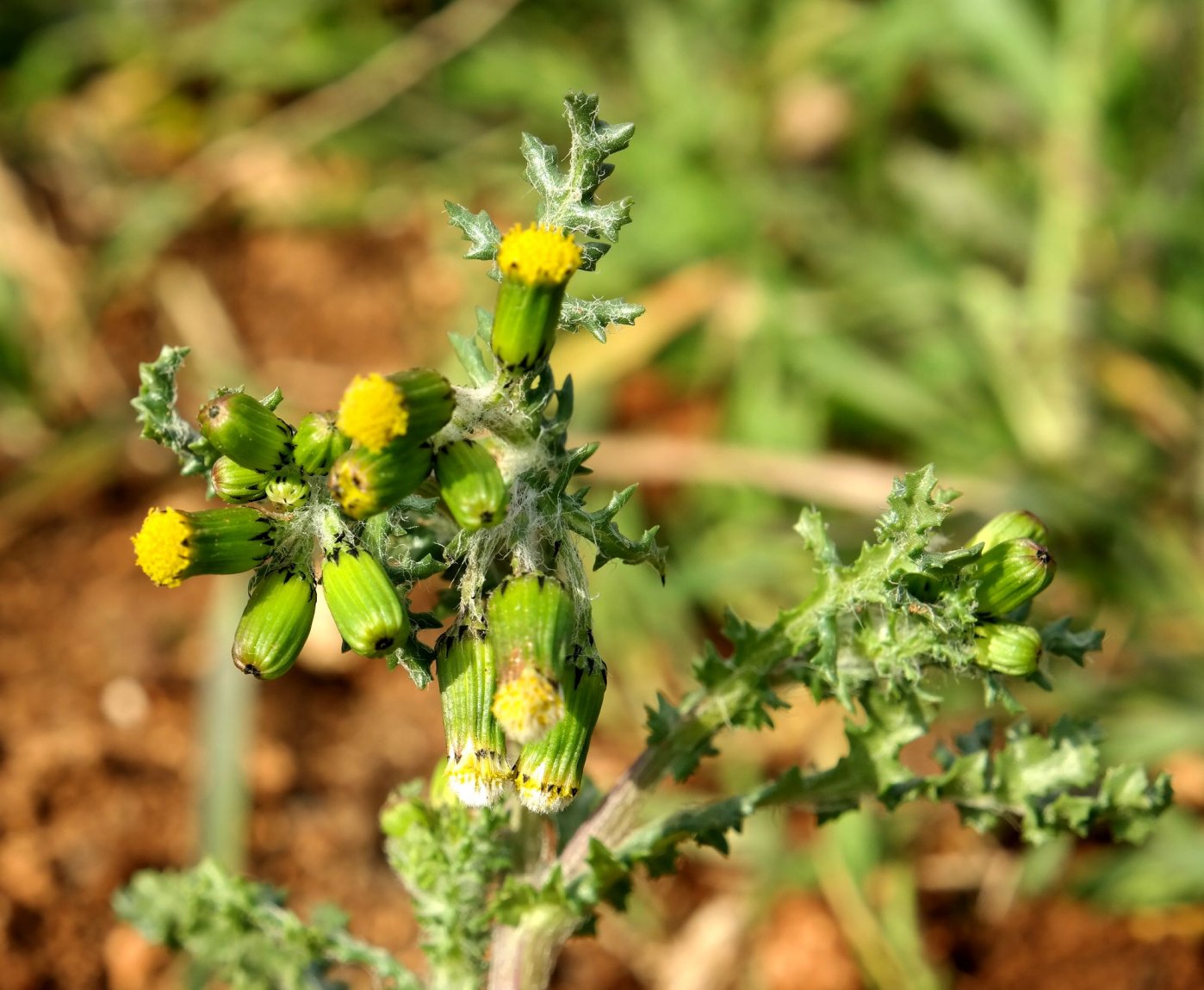 Image of Senecio vulgaris specimen.