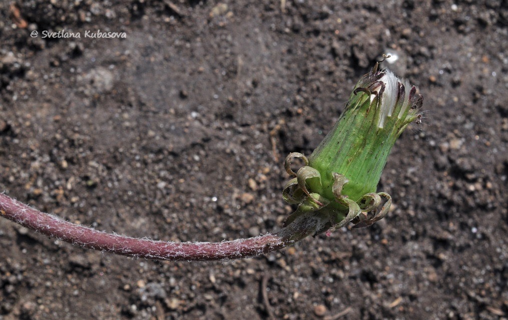 Image of Taraxacum distantilobum specimen.