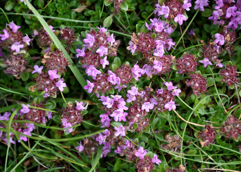 Image of Thymus praecox ssp. britannicus specimen.