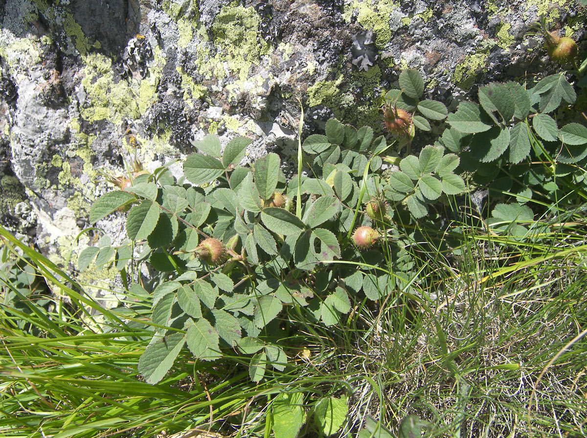 Image of Rosa pubicaulis specimen.