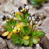 Draba oreades. Плодоносящее растение. Казахстан, Алматинская обл., Заилийский Алатау, ущ. Горельник, осыпь в р-не пер. Титова, 3400 м н.у.м. 29.08.2016.