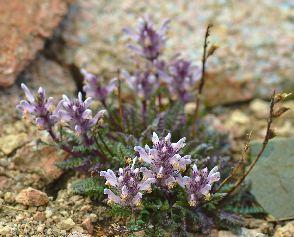 Изображение особи Pedicularis violascens.