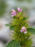 Galeopsis tetrahit. Верхушка соцветия с цветками и завязавшимися плодами. Мурманская обл., окр. пос. Дальние Зеленцы, Дальнезеленецкая губа, Дальний Пляж, близ устья Дальнезеленецкого ручья, валунная супралитораль. 29.07.2016.