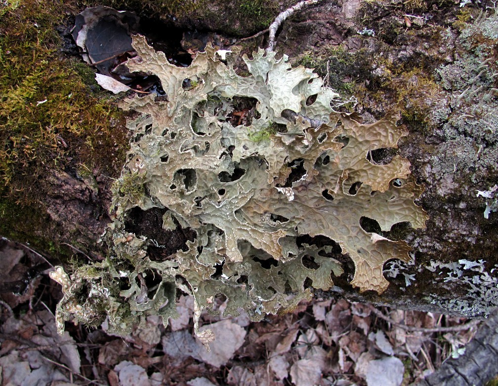 Изображение особи Lobaria pulmonaria.