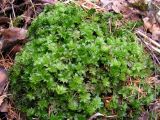 Rhodobryum roseum