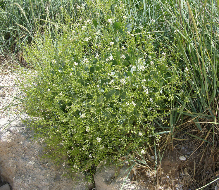 Image of Crambe maritima specimen.