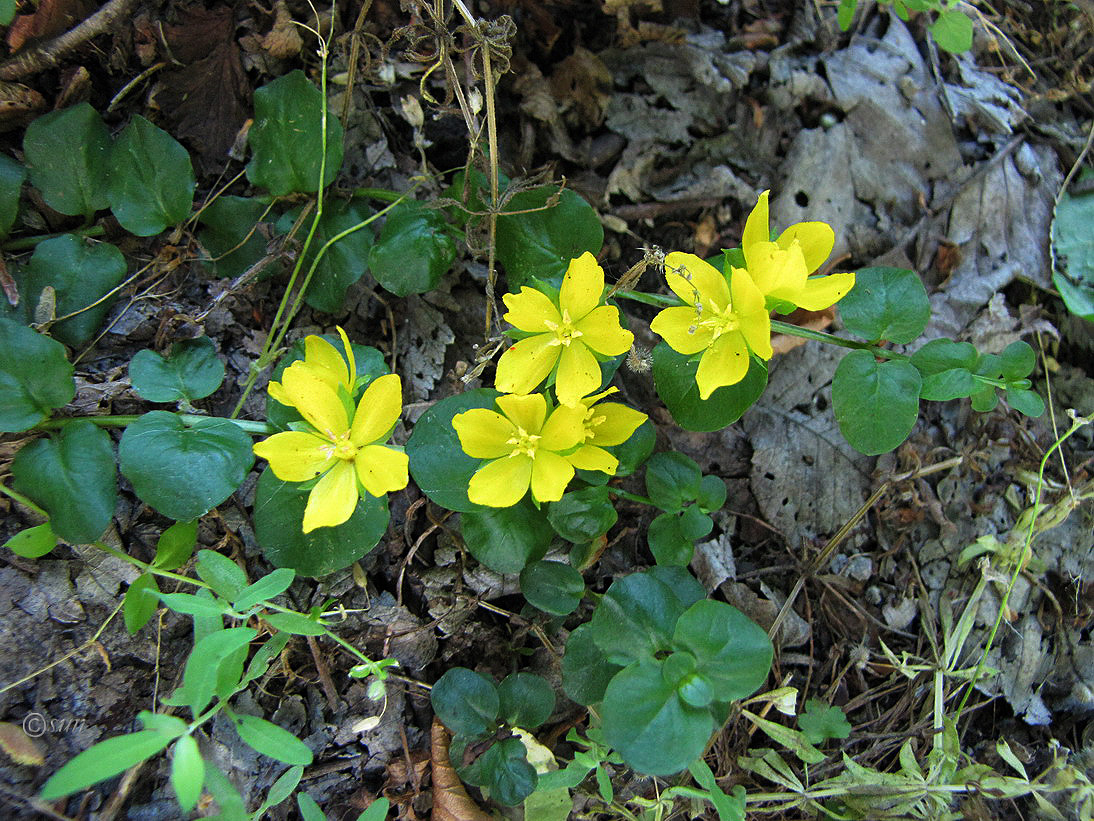 Image of Lysimachia nummularia specimen.