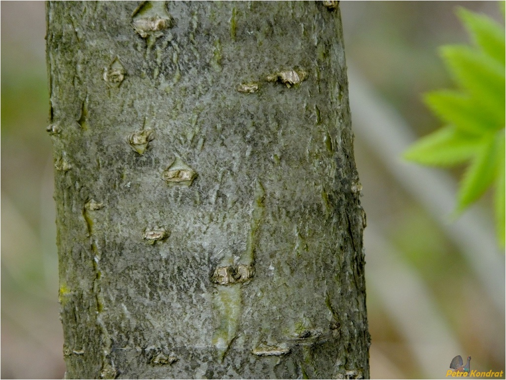 Image of Sorbus aucuparia specimen.