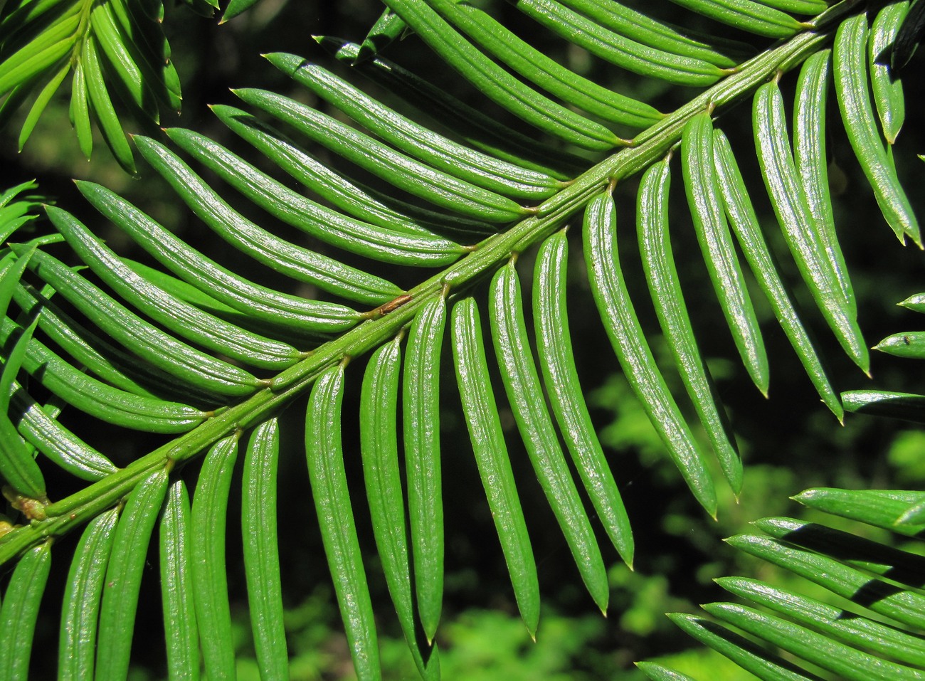 Image of Taxus baccata specimen.