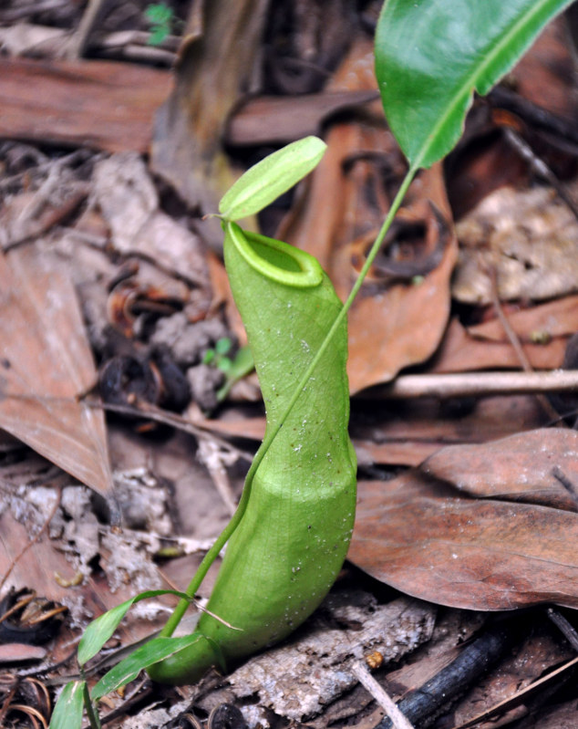 Image of Nepenthes mirabilis specimen.