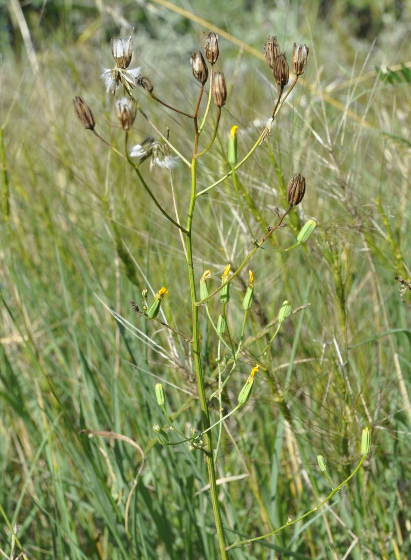 Image of Crepis pulchra specimen.