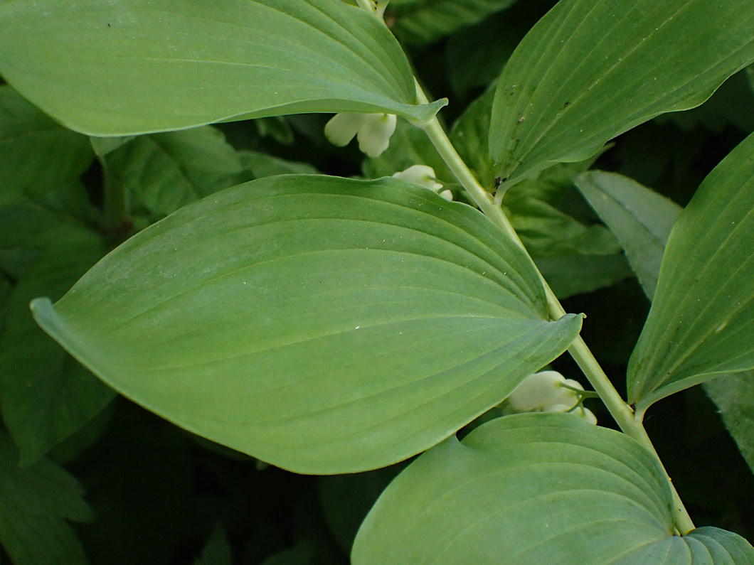 Image of Polygonatum &times; hybridum specimen.