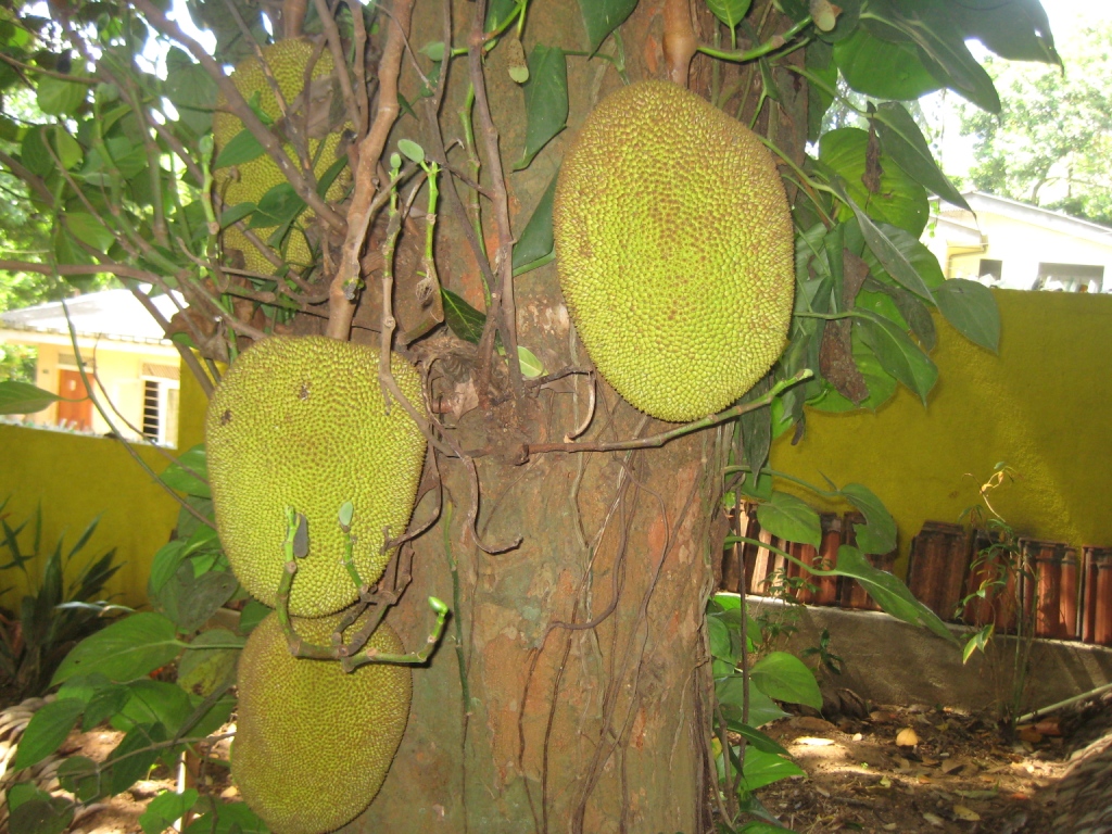 Image of Artocarpus heterophyllus specimen.