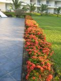 Ixora coccinea