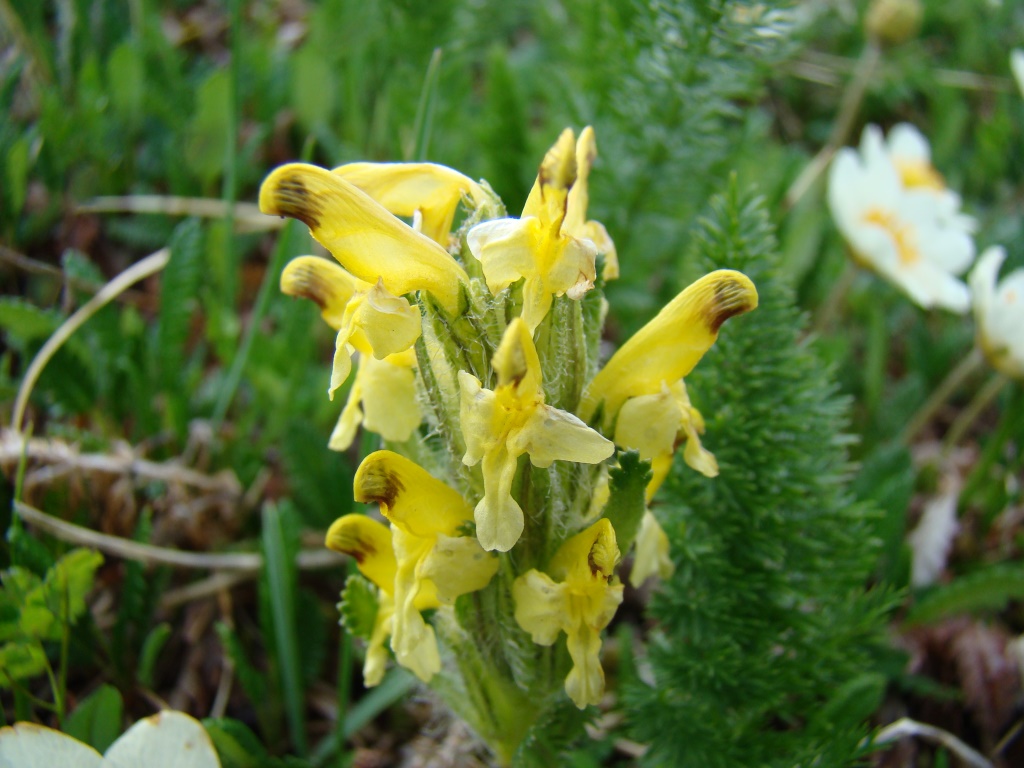 Изображение особи Pedicularis oederi.