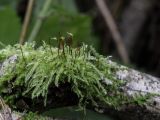 Brachythecium salebrosum. Вегетирующие растения со спорогонами на валеже. Свердловская обл., окр. г. Заречный, урочище Черемшанское болото. 17.09.2017.