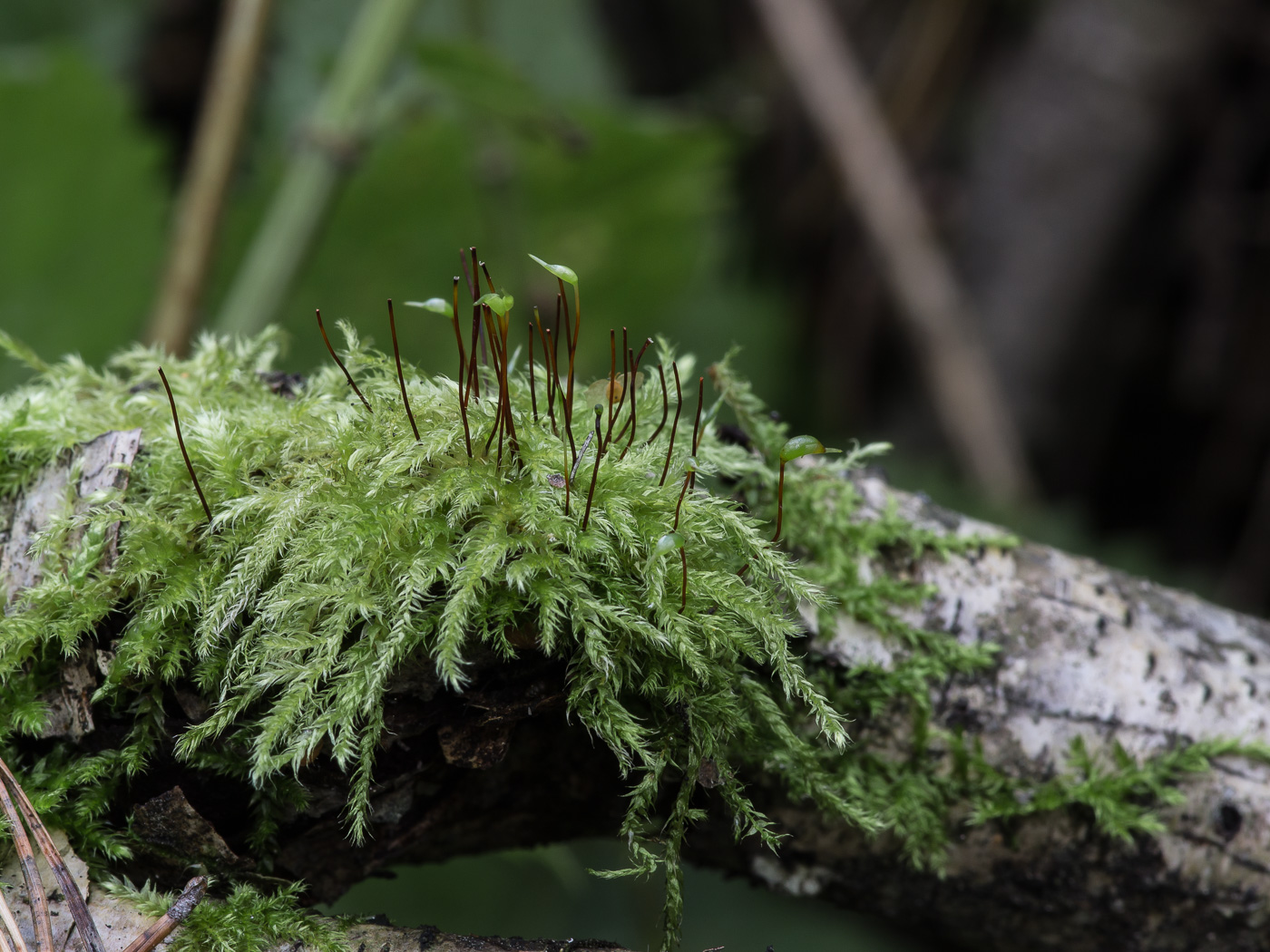 Image of Brachythecium salebrosum specimen.