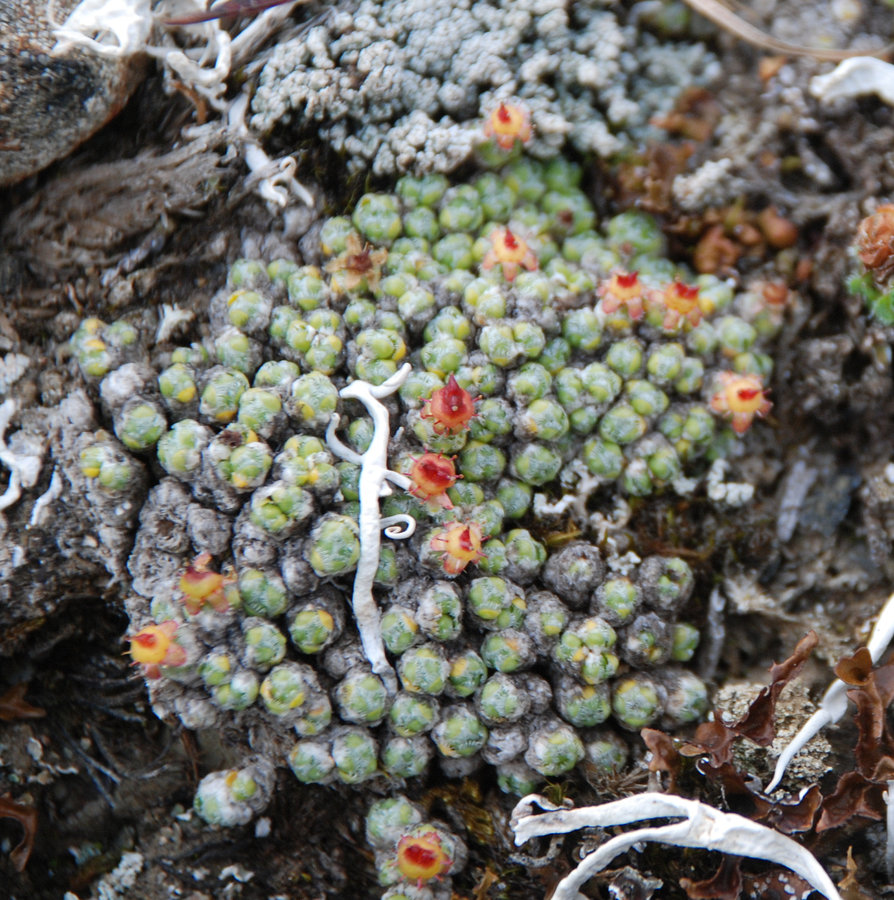 Image of Saxifraga eschscholtzii specimen.