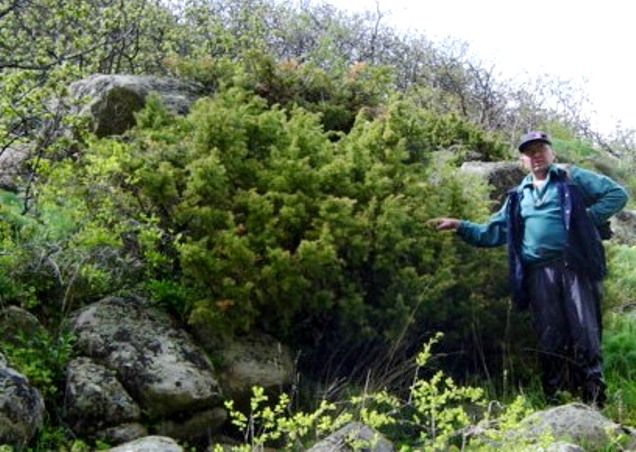 Image of Juniperus hemisphaerica specimen.