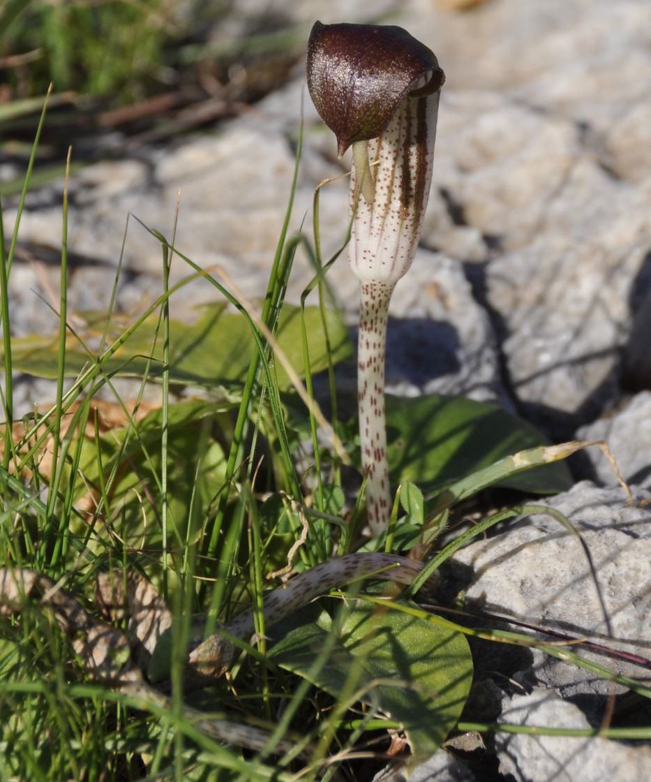 Image of Arisarum vulgare specimen.