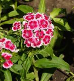 Dianthus barbatus