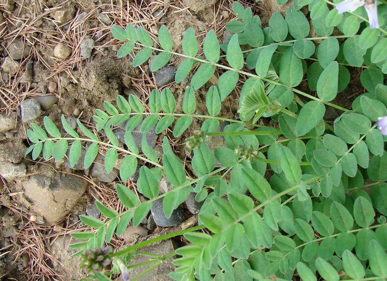 Image of Astragalus alpinus specimen.