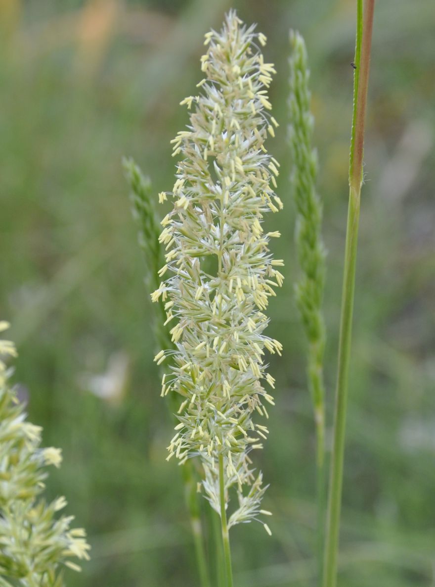 Image of genus Koeleria specimen.