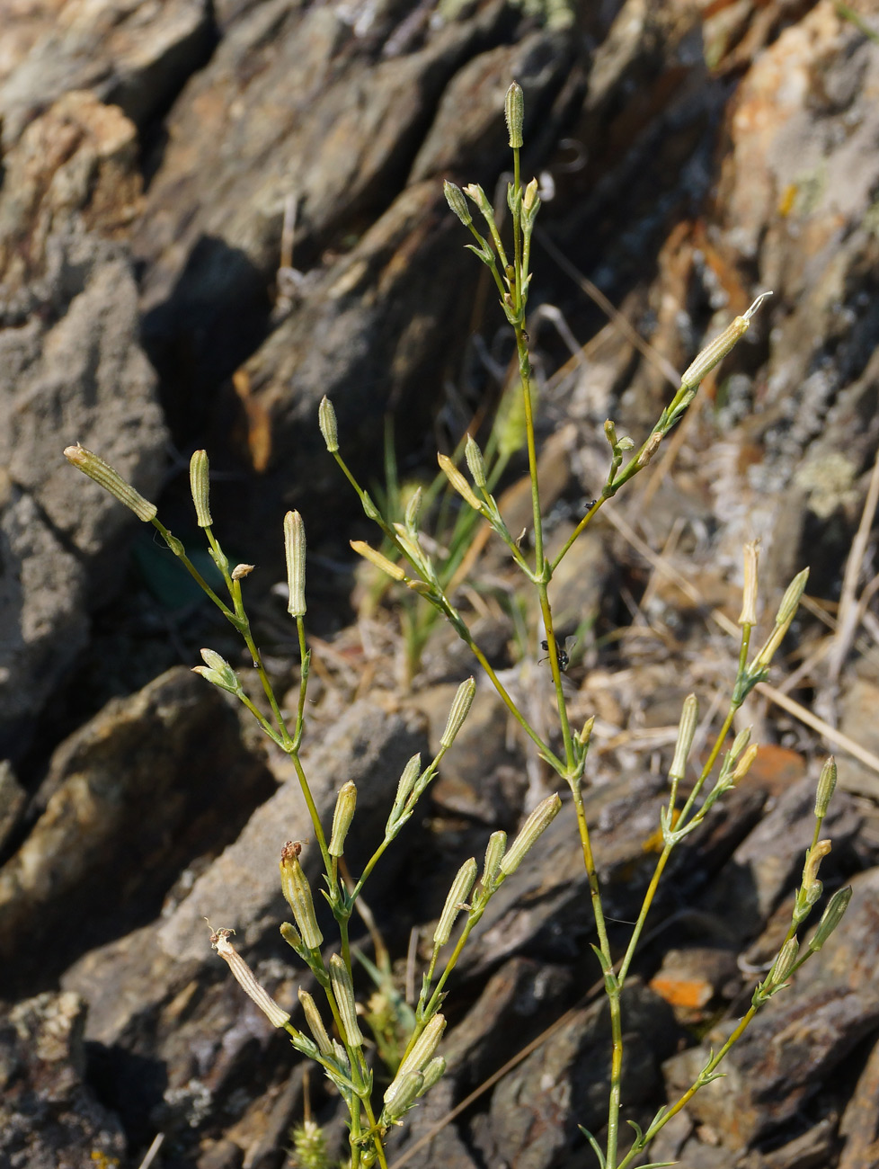 Image of Silene alexandrae specimen.