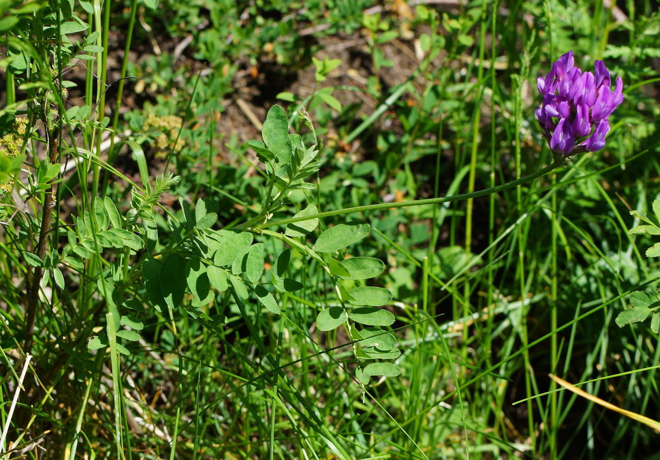 Изображение особи Astragalus austroaltaicus.