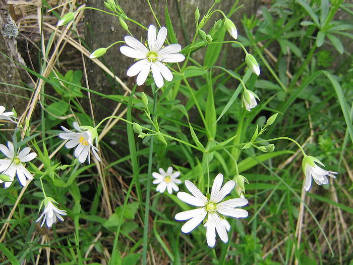 Image of Stellaria holostea specimen.