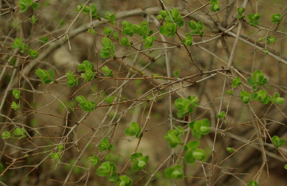 Image of Lonicera orientalis specimen.