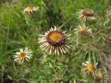 Carlina vulgaris. Верхушка цветущего растения. Нидерланды, провинция Limburg, окр. деревни Wahlwiller, южный склон холма Kruisberg, сенокосный луг. 17 августа 2013 г.