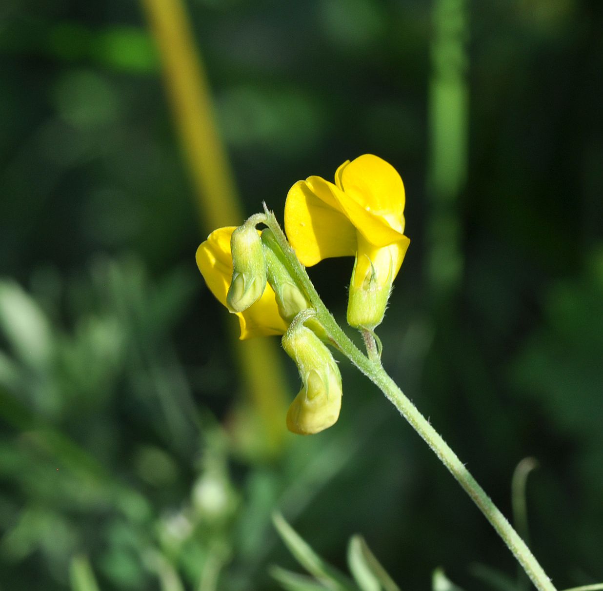 Image of Lathyrus pratensis specimen.