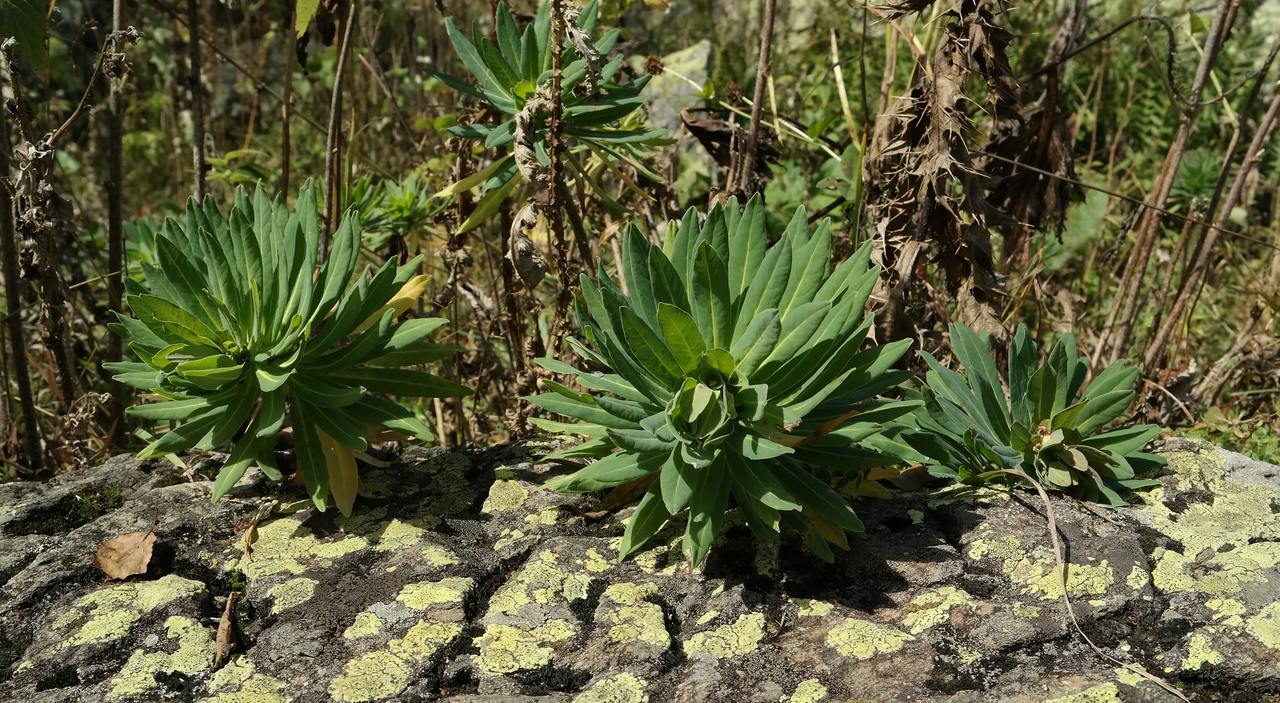 Изображение особи Euphorbia glaberrima.