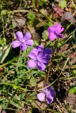 Dianthus chinensis. Цветки. Приморский край, Хасанский р-н, мыс Скалистый. 14.10.2018.