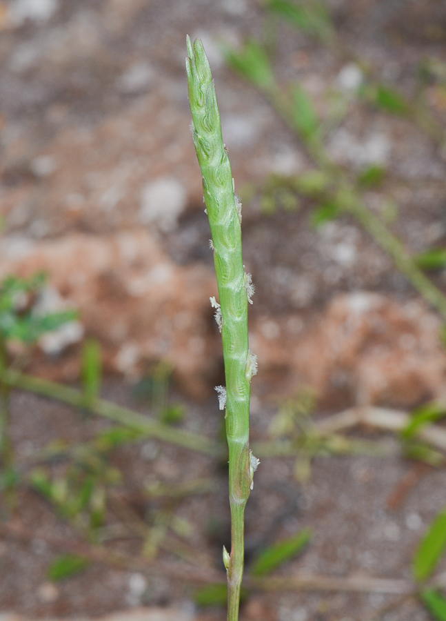 Image of Stenotaphrum dimidiatum specimen.