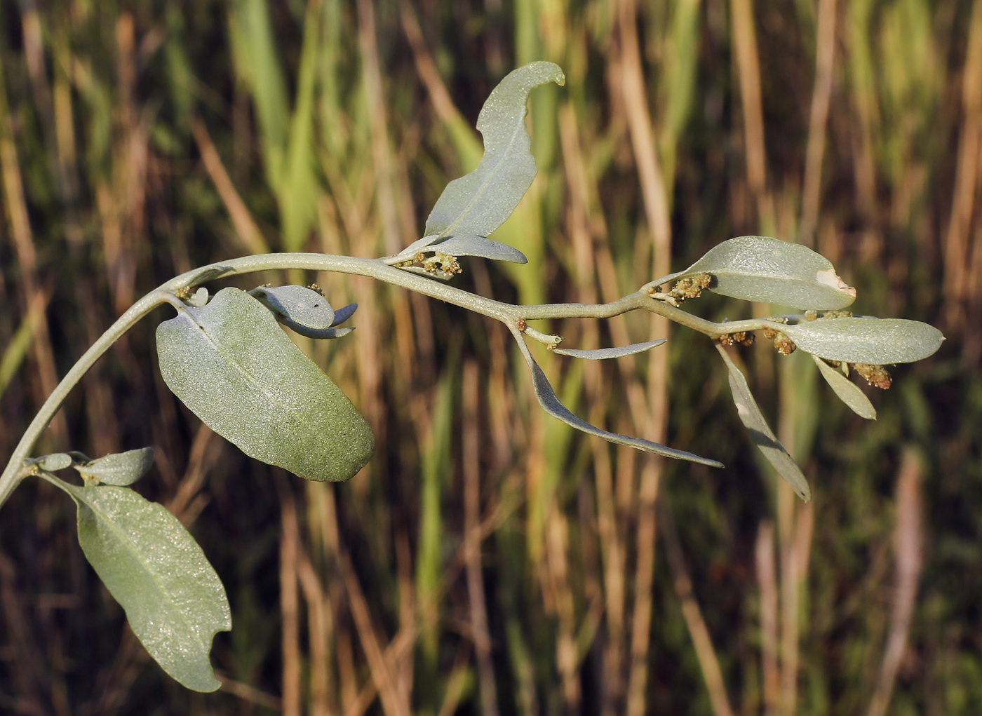 Image of Halimione verrucifera specimen.